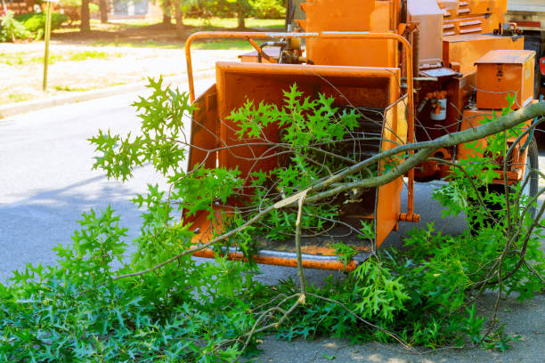 Best Residential Tree Removal  in Jay, OK